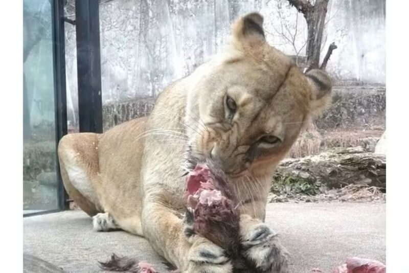 Hiroshima City Asa Zoological Park Ticket - How to plan your time