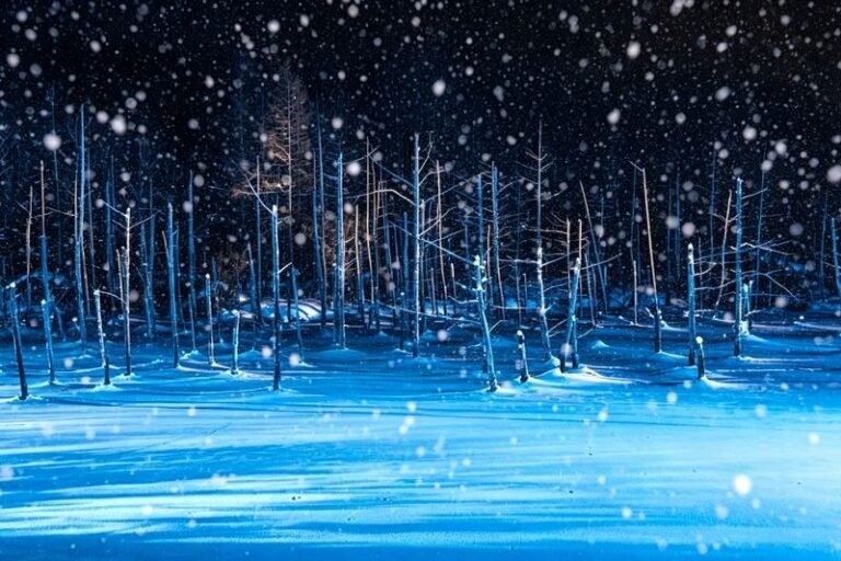 Hokkaido Asahiyama Zoo Day Trip | Penguin Walk-Biei Blue Pond-Ningle Terrace | Multiple Routes Available | Depart from Sapporo - Biei’s patchwork fields and the Seven Stars Tree
