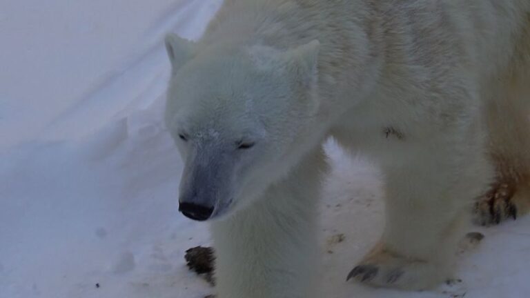Hokkaido Asahiyama Zoo & Shikisai-no-Oka & Biei Christmas Tree & Ningle Terrace Day Trip: Departing from Sapporo (Winter option: Snowmobile) - Biei’s Shikisai-no-Oka and the season question