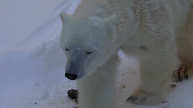 Hokkaido Asahiyama Zoo & Shikisai-no-Oka & Biei Christmas Tree & Ningle Terrace Day Trip: Departing from Sapporo (Winter option: Snowmobile) - Biei’s Shikisai-no-Oka and the season question