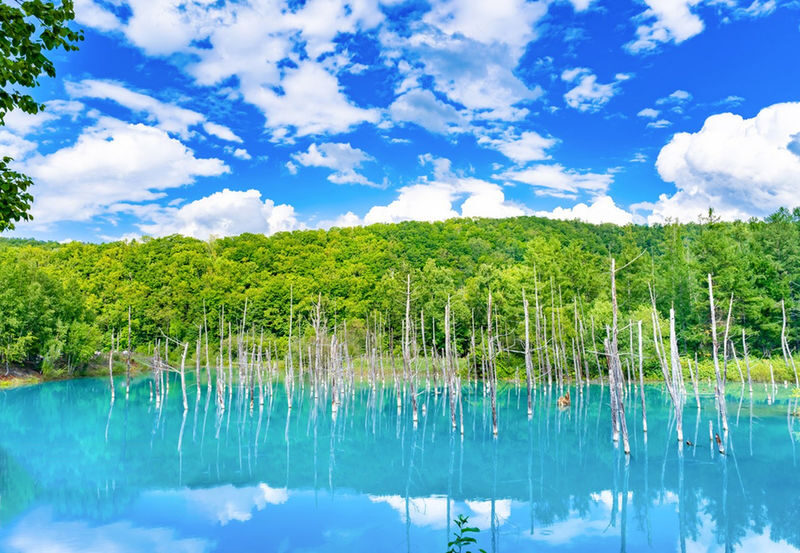 Hokkaido Biei Furano Exclusive | Shikisai-no-Oka, Ningle Terrace, Farm Tomita, Asahiyama Zoo | Depart from Sapporo - From Furano’s fields to Biei’s blue water