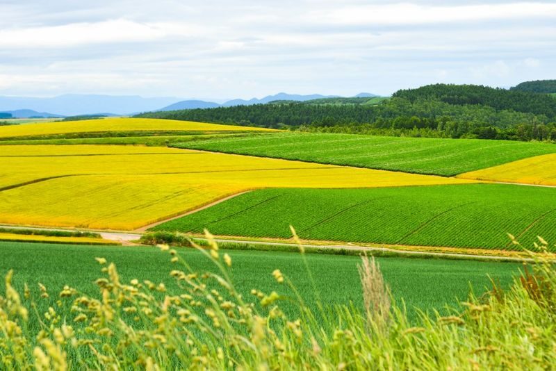 Hokkaido Flower Sea Pilgrimage | Patchwork Road, Shikisai-no-Oka, Blue Pond, Shirahige Waterfall, Farm Tomita Day Tour | Departing from Sapporo - Shikisai-no-Oka’s flower beds