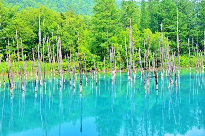 Hokkaido Furano Day Tour, Japan | Farm Tomita + Shikisai-no-oka + Limited Seasonal Itinerary - The Blue Pond: 30 minutes of quiet color