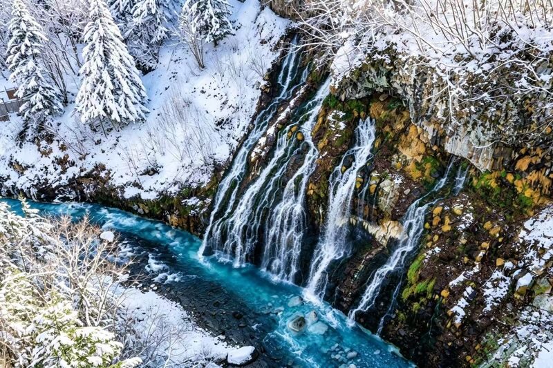 Hokkaido Popular Influencer Check-in Route | Asahiyama Zoo & Influencer Tree & Shirogane Blue Pond & Shirahige Waterfall & Elf Terrace One-Day Tour - Asahiyama Zoo: two hours with the animals