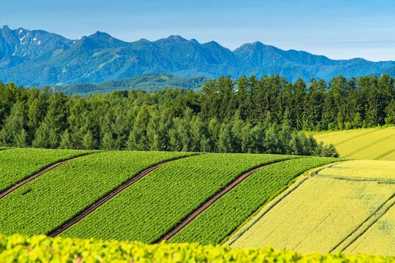 Hokkaido | Sapporo City/Furano/Lake Toya/Otaru Customized Private Car Day Tour - What the sample Sapporo itinerary actually includes