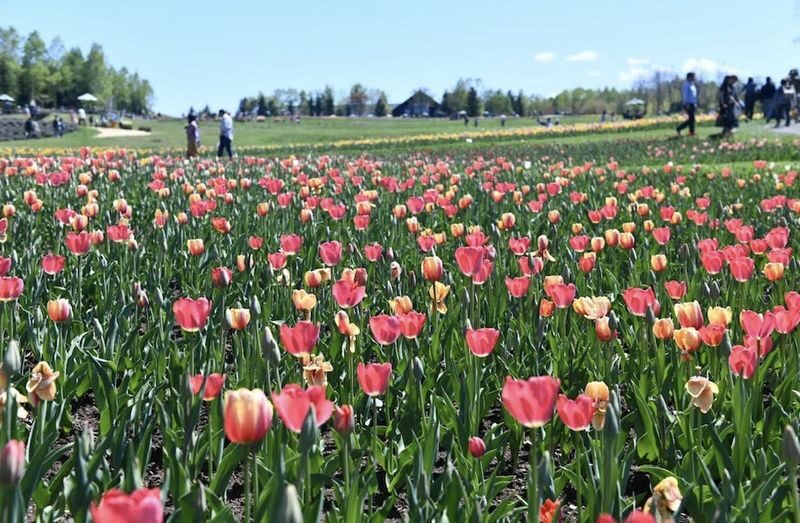 Hokkaido Sapporo Niseko Mount Yotei Scenic Tour: May Shibazakura and Tulips / July Lavender / September-October Red Kochia and Marsh Autumn Colors - May flowers, July lavender, and autumn color