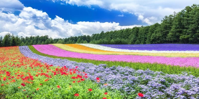 Hokkaido Summer Furano & Biei Day Tour - More stops, fewer transport puzzles