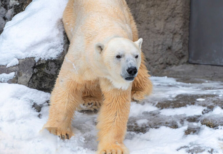 Hokkaido Winter Exclusive: Hokkaido Asahiyama Zoo & Internet-Famous Christmas Tree & Shirogane Blue Pond & Ningle Terrace One-Day Tour | Depart from Sapporo - Shikisai no Oka: wide snow, optional speed