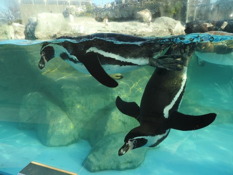 Hybrid Leisure Land Tobu Zoo Ticket Tokyo - Arriving from Tokyo by train