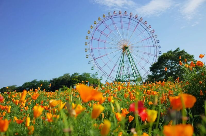 Ibaraki/Tokyo Suburbs Private Chartered Day Tour | Hitachi Seaside Park, Ashikaga Flower Park, Tonegawa Fireworks Festival - Oarai: pick the aquarium or the torii gate