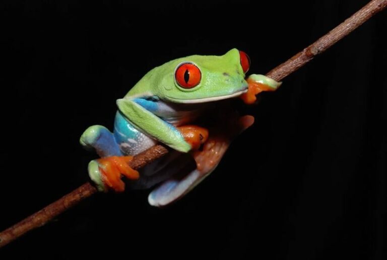 Interactive Frog Museum KawaZoo - The hands-on part, with animals first