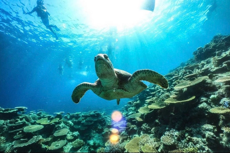 Iriomote Island: Barasu Island Snorkeling & Mangrove SUP or Canoe 1-Day Experience (Okinawa) - A long lunch break, with food on your own