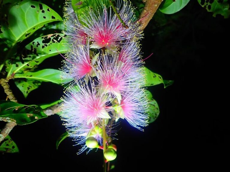 Iriomote Island Phantom Flower "Sagaribana" Viewing Tour: A Mysterious and Spectacular View that Blooms at Night and Scatters in the Morning [Limited Time: June to August] - What happens between Uehara Port and the flower spot