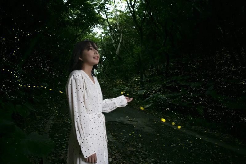 Iriomote Island: Sunset & Yaeyama Hime Firefly Watching Tour [Limited Time: March - May] - The evening, from Uehara to the forest