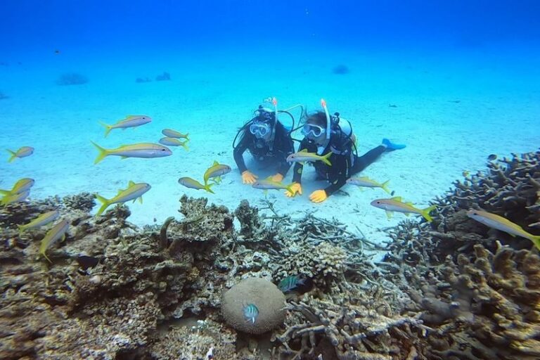 Ishigaki Island Half-Day Sea Turtle Snorkeling / Experience Diving & Snorkeling Double Experience - A reasonable choice for first-timers, with a language caveat