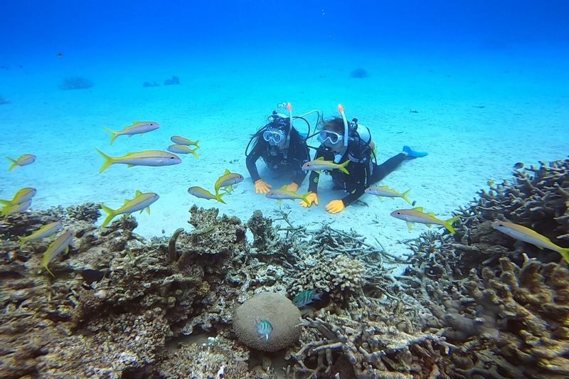 Ishigaki Island Half-Day Sea Turtle Snorkeling / Experience Diving & Snorkeling Double Experience - A reasonable choice for first-timers, with a language caveat
