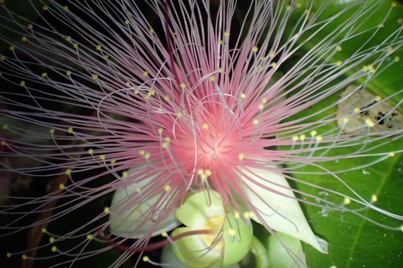 Ishigaki Island Night Barringtonia racemosa Viewing Tour - What the night walk is like