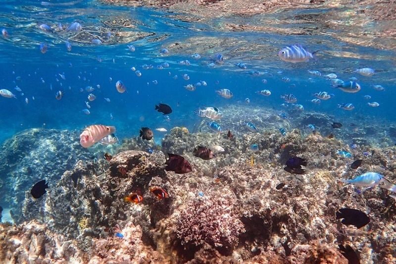 Ishigaki Island: Phantom Island & Blue Cave Snorkeling (1-Day Tour) - The Blue Cave: a different kind of snorkeling stop