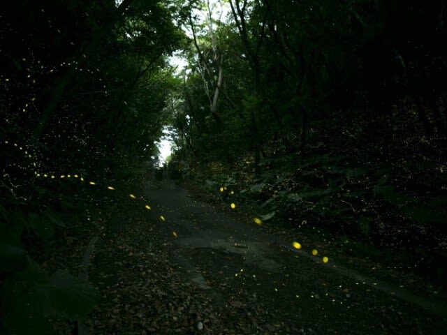 Ishigaki Island: Sunset & Limited-Time Yaeyama Hime Firefly Watching Tour (Okinawa) - A short walk into the dark