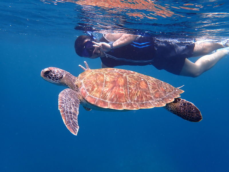 Ishigaki Sea Turtle Snorkel: Small Group/Beginner Friendly - Three hours, with two convenient departures