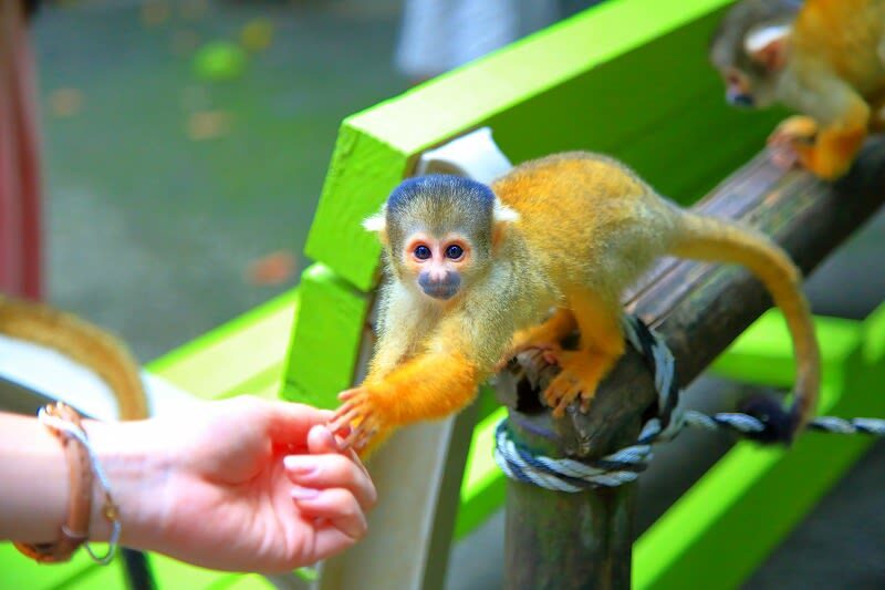 Ishigaki Yaima Village Admission Ticket - A short nature walk toward Meizo Ampal