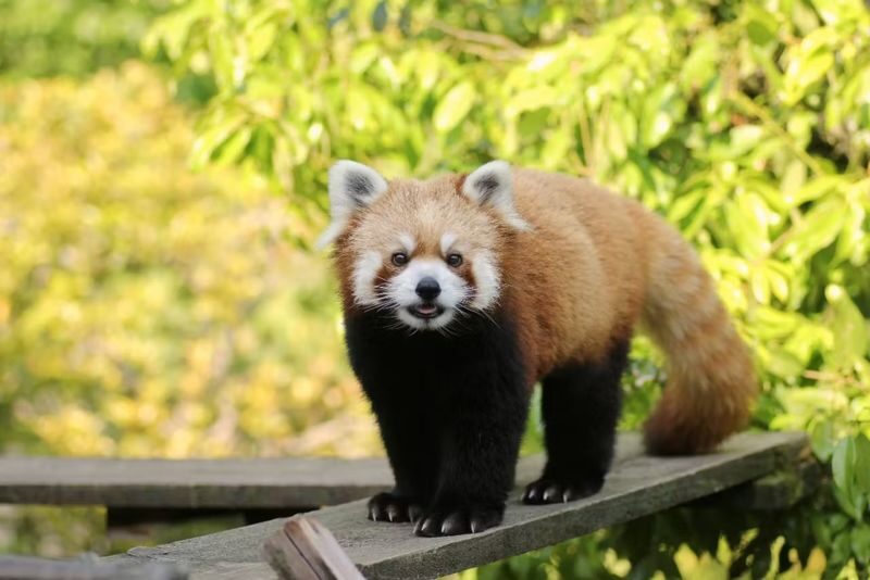Ishikawa Zoo - What to know before you go
