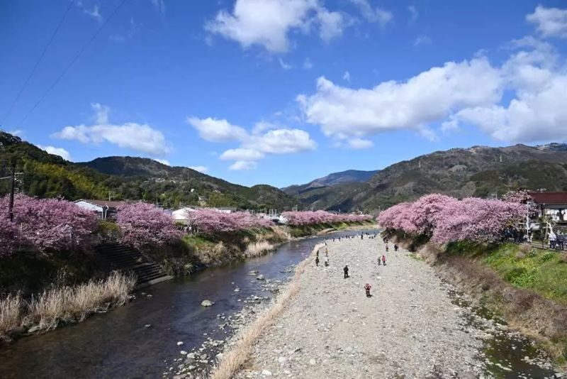 Izu Cherry Blossom & Plum Blossom Day Trip: Kawazu Cherry Blossoms, Atami Baien Plum Garden, Strawberry Picking at Fruit Park | Departure from Tokyo Ginza - The 07:20 start from Ginza