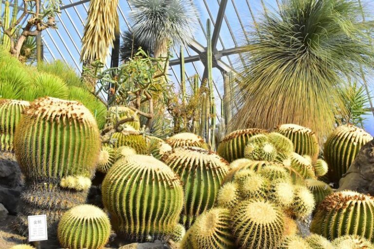 Izu Shaboten Zoo Ticket in Shizuoka - Cactus gardens and Mexican-style ruins
