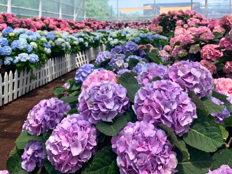 Jeju Eastern/ Western/ Hydrangea/ Seongsan Ilchulbong/ Private Tour - Starting with the Haenyeo Museum