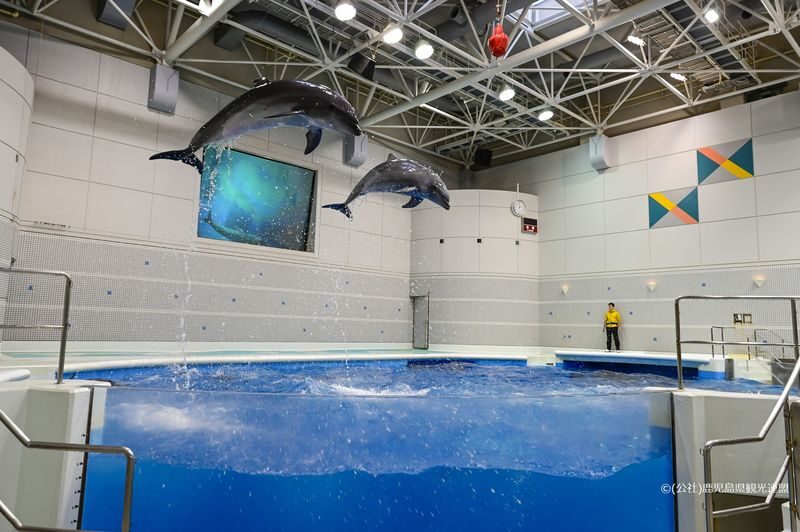 Kagoshima City Aquarium Ticket in Kyushu - Give the Dolphin Show a Place in Your Schedule