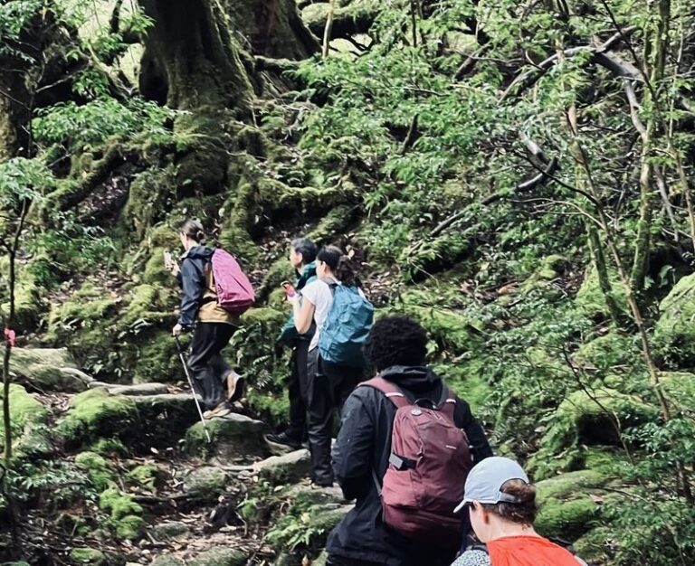 Kagoshima Day Tour: Hike World Heritage Yakushima by Express Jetfoil - A route closure could change the forest you see