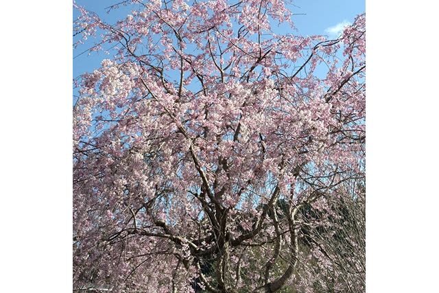 Kairakuen Main Garden Admission Ticket (Ibaraki) - The plum trees: the best reason to plan your timing