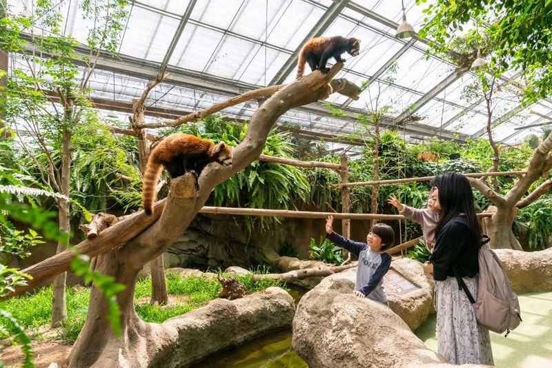 Kobe Animal Kingdom Admission Ticket - Outdoor plaza, birds, and scheduled shows
