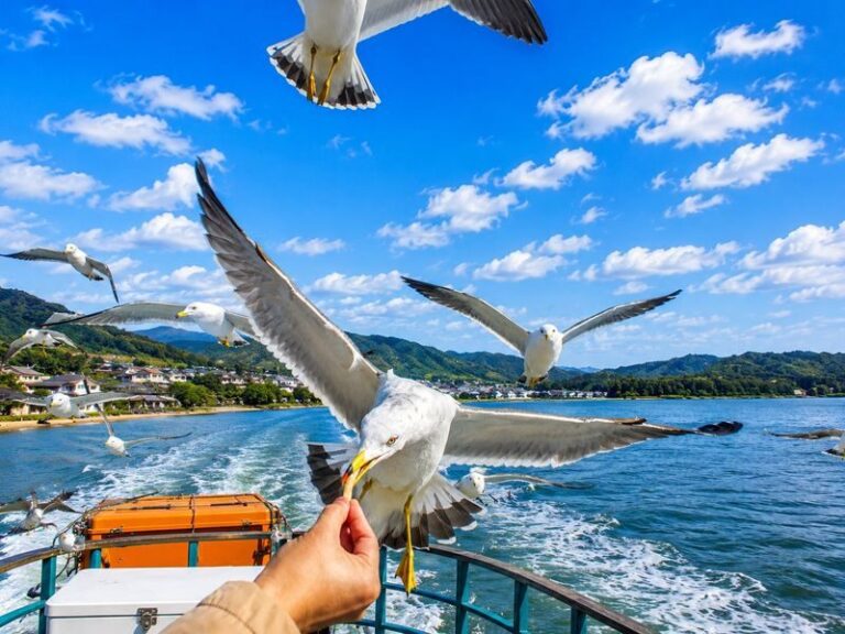 Kyoto Amanohashidate & Miyama Village: Includes boat cruise + cable car + crab lunch (pickup/drop-off in Osaka or Kyoto) - Crab lunch in the middle of the day