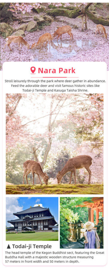 Kyoto and Nara Small Group 1-Day Tour: Nara Park Cute Deer, Kiyomizu-dera Temple, Fushimi Inari Taisha (Optional Hotel Pickup/Private Charter) - Nara Park: deer, temples and a little caution