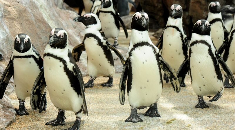 Kyoto Aquarium Admission Ticket - The exhibits worth slowing down for