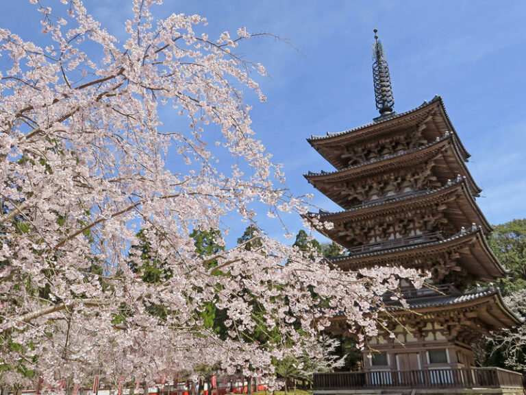 Kyoto Cherry Blossom Day Tour: Fushimi Jikkokubune Boat Walk / Sewari Dike Cherry Blossom Tunnel / Daigo-ji Temple (Departure from Osaka/Kyoto) - Fushimi’s canal tells the story of a working waterway