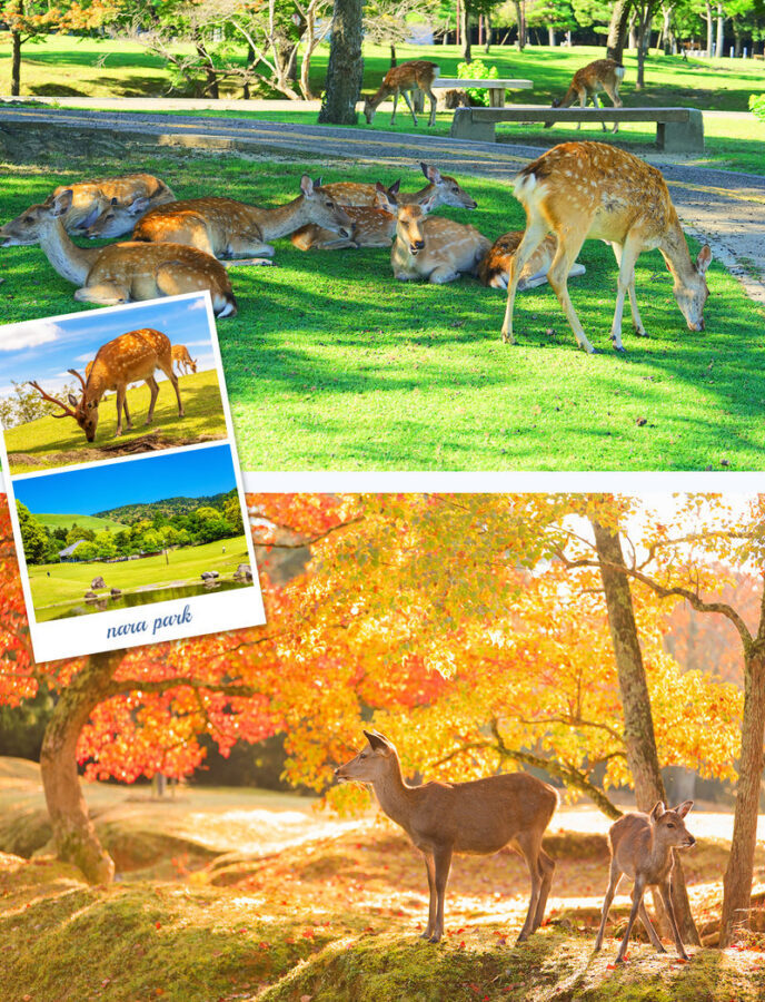 Kyoto Nara Arashiyama Day Trip | Nara Park Deer Feeding & Fushimi Inari Shrines Thousand Torii Gates & Arashiyama Scenic Railway & Bamboo Forest Path | Kyoto or Osaka Drop-off - Nara Park: deer, crackers and a temple decision