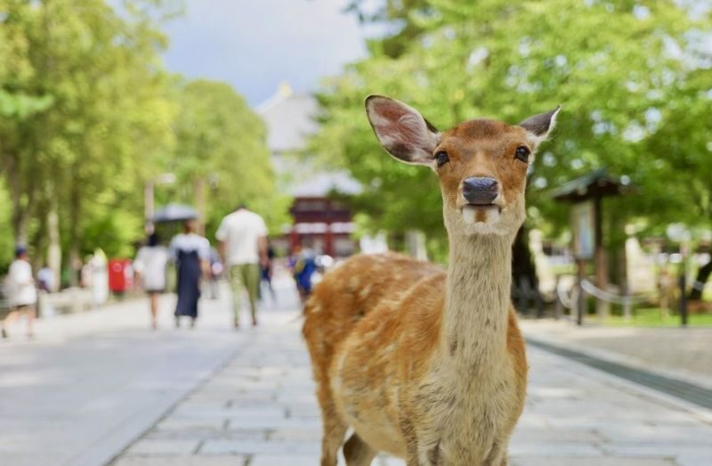 Kyoto & Nara Full-Day Private Customizable Tour - Kyoto: choose depth or a broader circuit