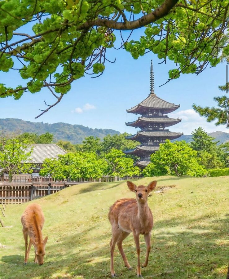 Kyoto & Nara & Uji Day Tour: Nara Park Cute Deer & Fushimi Inari Taisha Thousand Torii Gates & World Cultural Heritage Todai-ji & Byodo-in & Uji Matcha Food Street & Uji River & Uji Park & Asagiri Bridge Day Tour - Todai-ji: A Great Buddha in a Great Hall