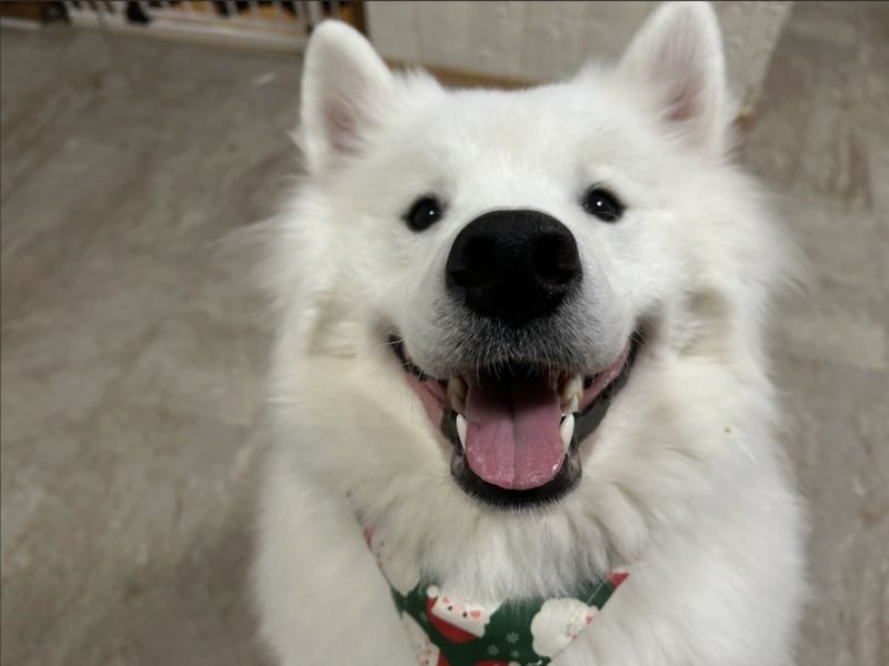 Large Dog interaction experience in Tokyo Hotto Hito Inu - Arriving in Mizue