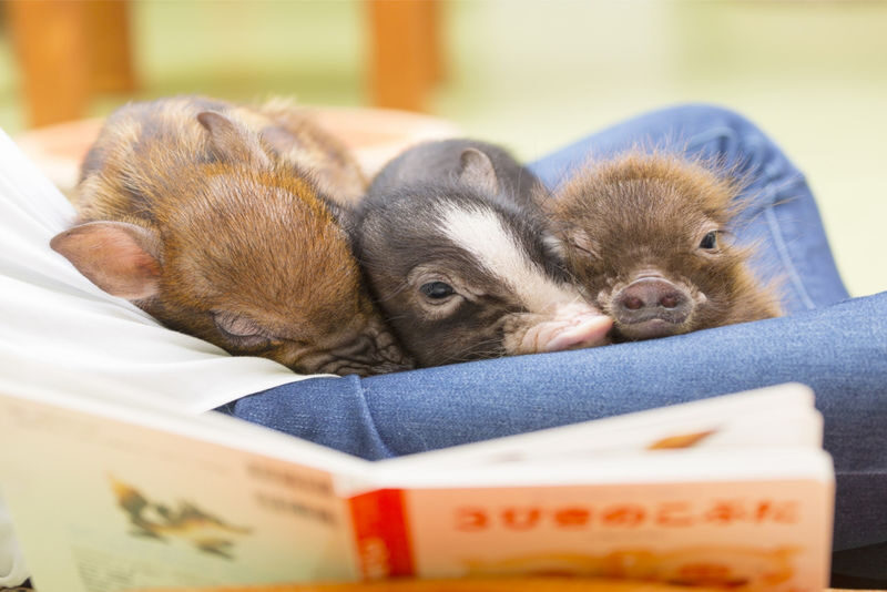 Micro Pig Cafe Experience in Harajuku - What happens during the one-hour session