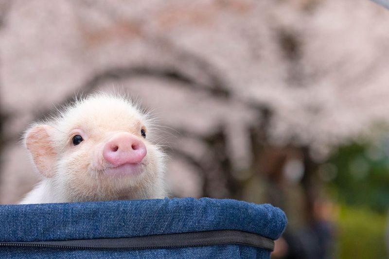 Micro Pig Cafe Experience in Meguro Tokyo - The pigs set the pace