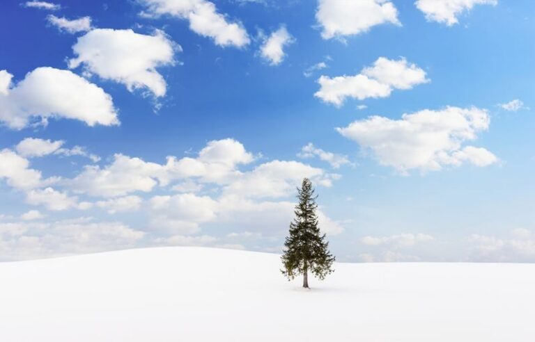 Mini Group for 9 People, Hokkaido Asahikawa & Biei One Day Tour - Biei’s Christmas Tree and open-country views