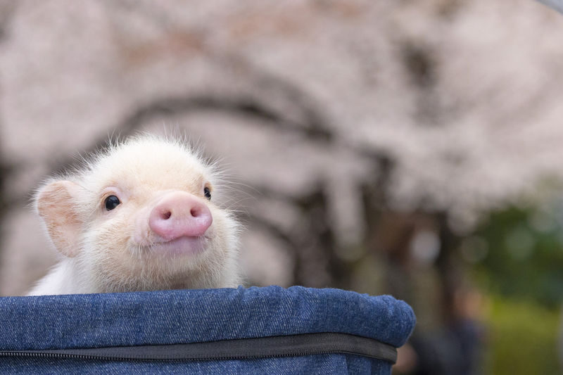 Mipig, a café where you can interact with micro pigs (Harajuku Takeshita Street branch) - How the Private Room Changes the Visit