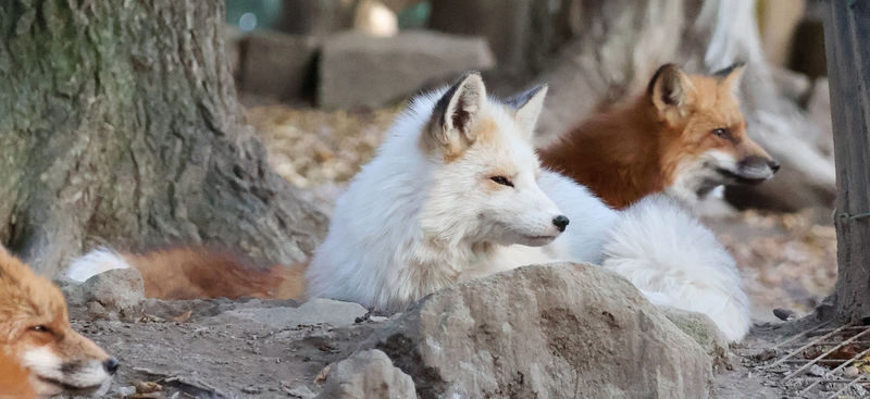 Miyagi Zao Okama Crater & Fox Village Day Trip (From Sendai) - A relaxed lunch stop, with the bill in your hands