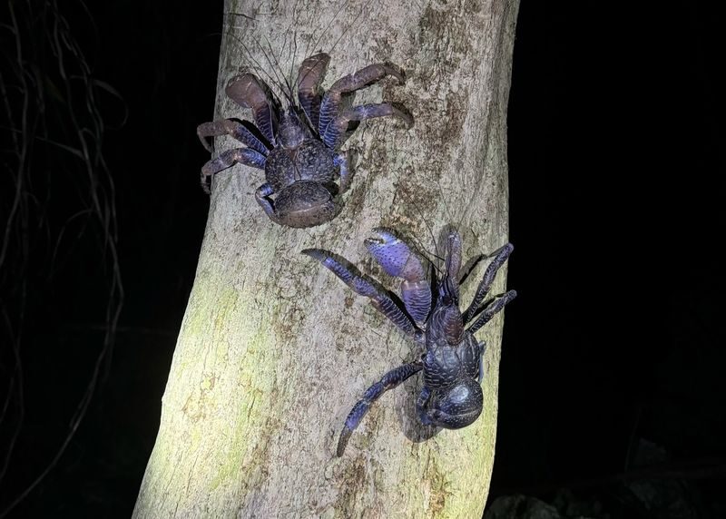 Miyako Island:Exploring the jungle under the stars and at night - Searching for coconut crabs and other night life