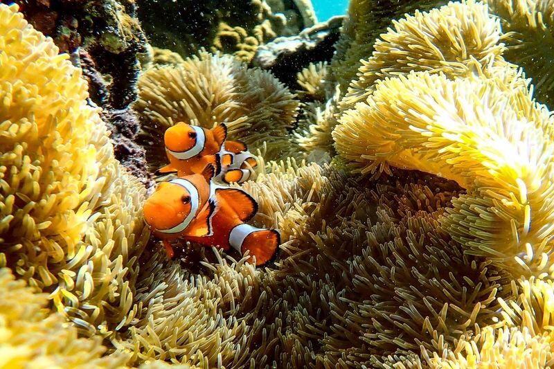 Miyako Island: Swim with Sea Turtles! Snorkeling + Photos - Getting comfortable in the water