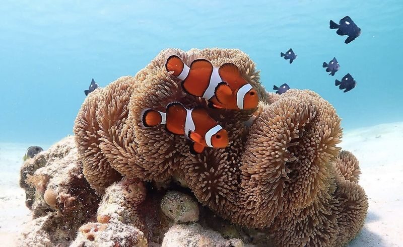 Miyakojima "100% Encounter Rate Continues" [Private Sea Turtle Snorkeling] | Beginners OK, Free Photo Data, Same-Day Booking Available, Pick-up/Drop-off Consultation Available - Finding turtles, fish, and coral