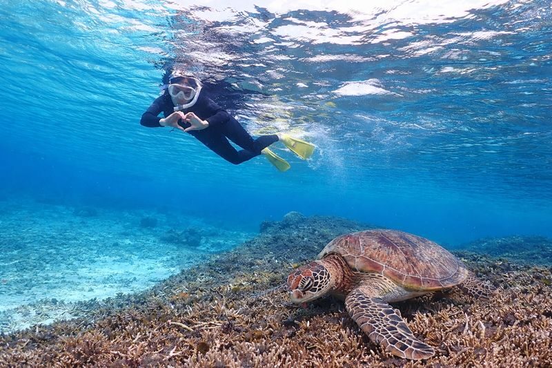Miyakojima: Small-Group Sea Turtle & Nimo Snorkeling (English tour) - What happens during the 90-minute outing